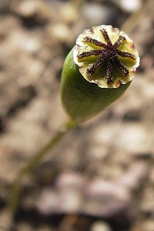 Papaver dubium subsp. confine \ Verkannter Saat-Mohn, D Bürstadt 4.6.2013