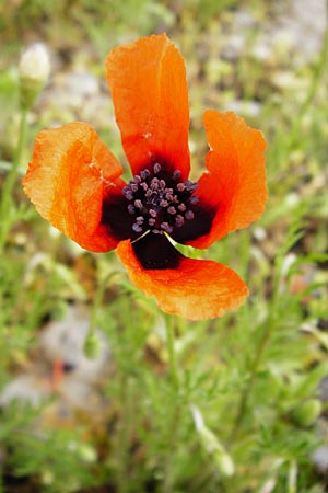 Papaver dubium subsp. confine \ Verkannter Saat-Mohn / Long-Headed Poppy, D Marktheidenfeld 2.5.2014