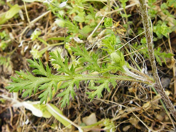 Papaver dubium subsp. confine \ Verkannter Saat-Mohn / Long-Headed Poppy, D Marktheidenfeld 2.5.2014