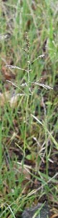 Puccinellia distans / Reflexed Saltmarsh Grass, D Odenwald, Brandau 30.7.2014