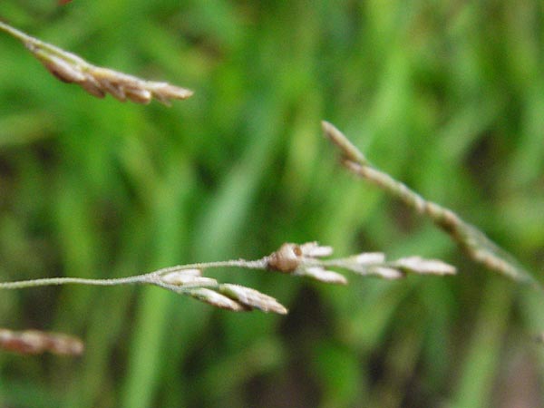 Puccinellia distans \ Salz-Schwaden / Reflexed Saltmarsh Grass, D Odenwald, Brandau 30.7.2014