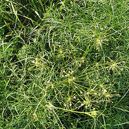 Peucedanum officinale \ Arznei-Haarstrang / Hog's Fennel, D Mannheim 24.7.2006