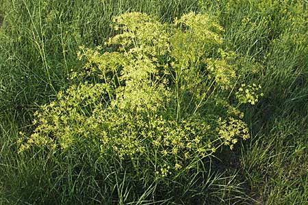 Peucedanum officinale \ Arznei-Haarstrang / Hog's Fennel, D Mannheim 24.7.2006