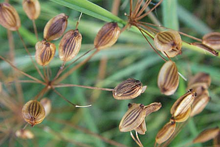 Peucedanum officinale \ Arznei-Haarstrang / Hog's Fennel, D Mannheim 1.9.2006