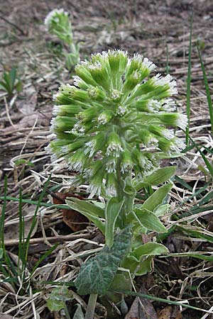 Petasites albus \ Weie Pestwurz, D Schwarzwald, Feldberg 28.4.2007