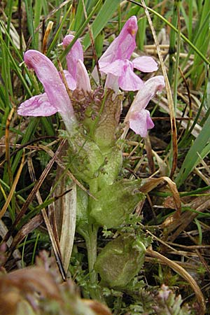 Pedicularis sylvatica \ Wald-Lusekraut / Common Louseport, D Allgäu, Gebrazhofen 5.5.2007