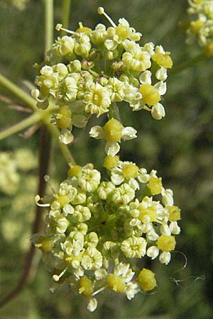 Peucedanum alsaticum \ Elssser Haarstrang / Alsatian Parsley, D Rheinhessen, Osthofen 4.8.2007