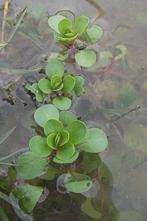 Lythrum portula \ Sumpfquendel / Water Purslane, D Babenhausen 11.8.2007