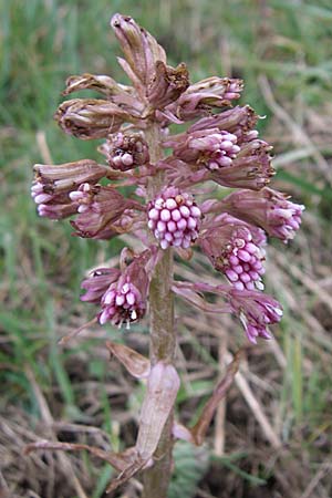 Petasites hybridus \ Gewhnliche Pestwurz / Butterbur, D Hirschberg 11.3.2008