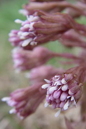 Petasites hybridus \ Gewhnliche Pestwurz, D Hirschberg 11.3.2008