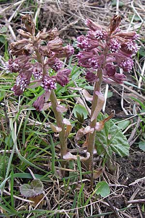 Petasites hybridus / Butterbur, D Hirschberg 11.3.2008