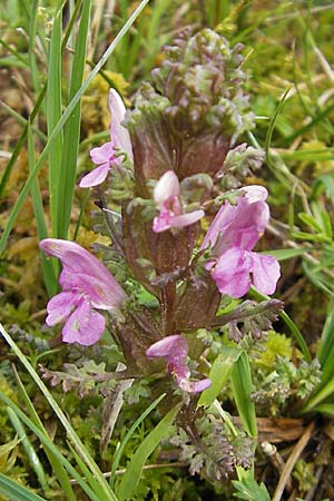 Pedicularis sylvatica \ Wald-Lusekraut / Common Louseport, D Kempten 22.5.2009