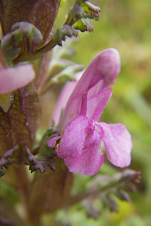 Pedicularis sylvatica \ Wald-Lusekraut / Common Louseport, D Kempten 22.5.2009