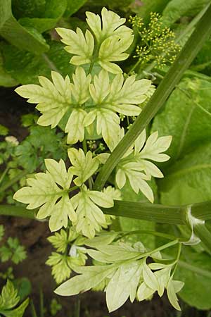 Petroselinum crispum \ Petersilie, D Weinheim an der Bergstraße 6.7.2009