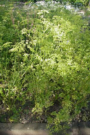 Petroselinum crispum \ Petersilie / Parsley, D Botan. Gar.  Universit.  Mainz 11.7.2009