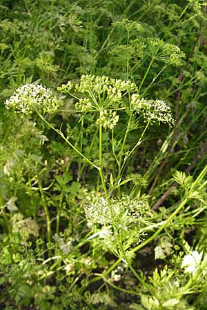 Petroselinum crispum / Parsley, D Botan. Gar.  Universit.  Mainz 11.7.2009