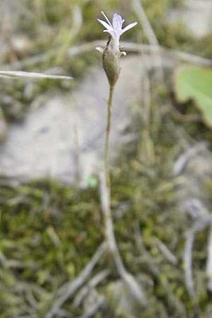 Petrorhagia prolifera \ Sprossende Felsennelke, Sprossendes Nelkenkpfchen / Proliferous Pink, D Mannheim 2.10.2009