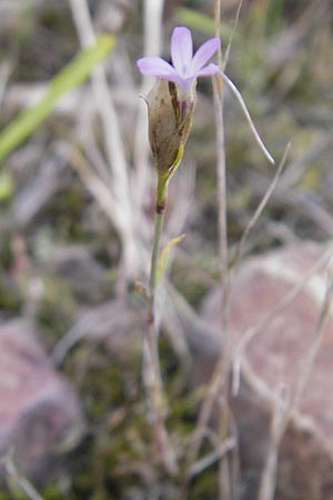 Petrorhagia prolifera \ Sprossende Felsennelke, Sprossendes Nelkenkpfchen / Proliferous Pink, D Mannheim 2.10.2009