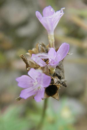 Petrorhagia prolifera \ Sprossende Felsennelke, Sprossendes Nelkenkpfchen / Proliferous Pink, D Mannheim 2.10.2009