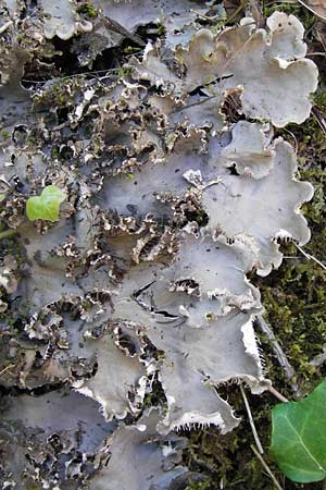 Peltigera membranacea ? \ Graubraune Schild-Flechte, D Thüringen Eisenach, Wartburg 5.8.2013