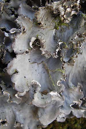 Peltigera membranacea ? \ Graubraune Schild-Flechte, D Thüringen Eisenach, Wartburg 5.8.2013