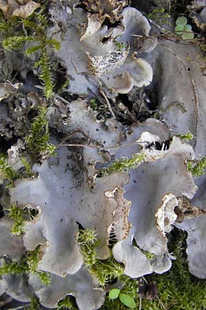 Peltigera membranacea ? \ Graubraune Schild-Flechte, D Thüringen Eisenach, Wartburg 5.8.2013