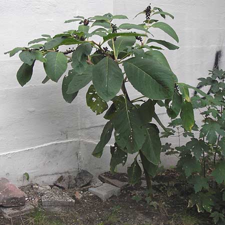 Phytolacca esculenta \ Indische Kermesbeere, Essbare Kermesbeere / Pokeweed, D Mannheim 29.9.2013