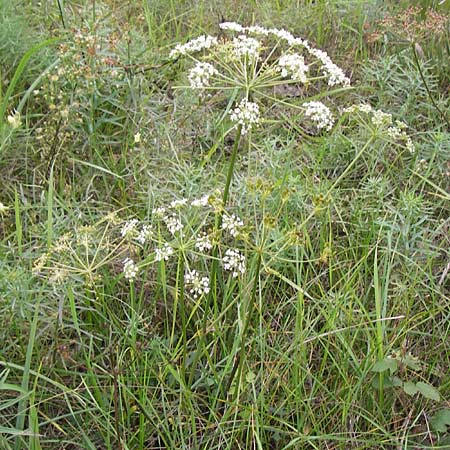 Peucedanum oreoselinum \ Berg-Haarstrang / Mountain Parsley, D Mannheim 16.10.2013