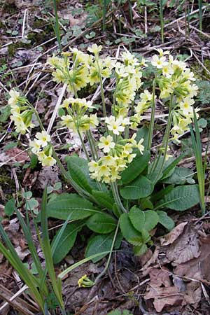 Primula elatior \ Hohe Schlsselblume, Wald-Primel, D Wertingen-Binswangen 1.4.2014