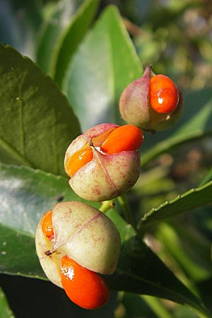 Euonymus japonicus \ Japanisches Pfaffenhtchen, D Mannheim 14.12.2008