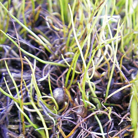 Pilularia globulifera \ Pillen-Farn / Pillwort, D Botan. Gar.  Universit.  Mainz 11.7.2009