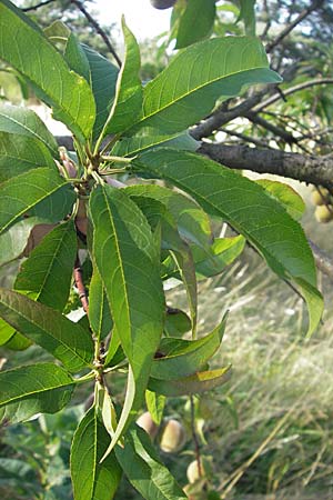 Prunus persica \ Pfirsich, D Waghäusel 30.7.2009