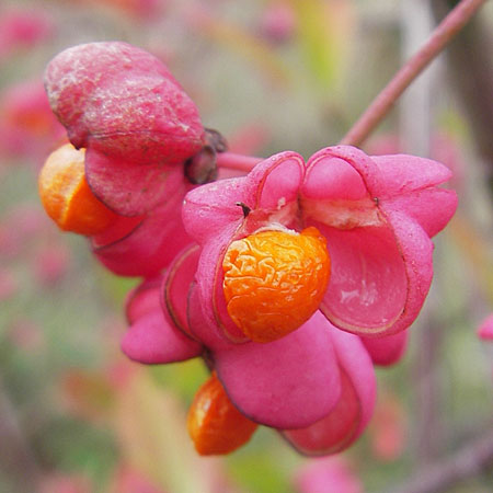 Euonymus europaeus \ Gewhnliches Pfaffenhtchen, D Dinkelsbühl 9.10.2009