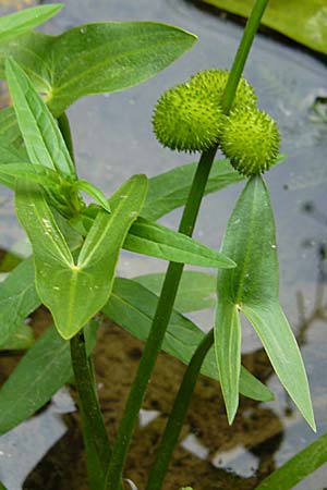 Sagittaria sagittifolia / Arrowhead, D Dettenheim-Russheim 25.8.2008