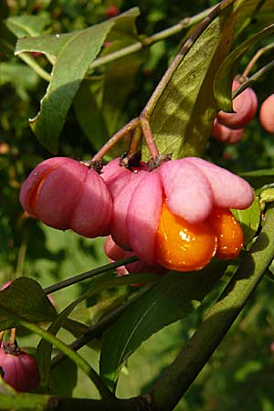 Euonymus europaeus \ Gewhnliches Pfaffenhtchen, D Mannheim 21.9.2008