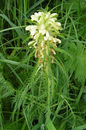 Pedicularis foliosa \ Reichblttriges Lusekraut / Leafy Lousewort, D Immenstadt 21.6.2011