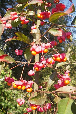 Euonymus europaeus \ Gewhnliches Pfaffenhtchen / Spindle, D Waghäusel 1.10.2011