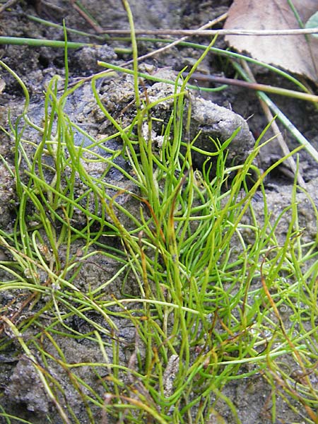 Pilularia globulifera \ Pillen-Farn / Pillwort, D Hanhofen 20.10.2011