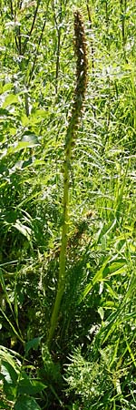 Pedicularis foliosa \ Reichblttriges Lusekraut / Leafy Lousewort, D Hechingen 21.6.2014