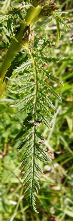 Pedicularis foliosa \ Reichblttriges Lusekraut / Leafy Lousewort, D Hechingen 21.6.2014