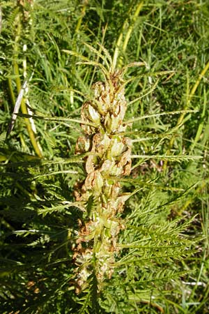 Pedicularis foliosa \ Reichblttriges Lusekraut, D Hechingen 21.6.2014