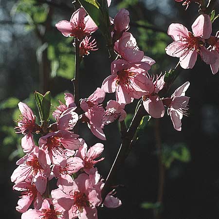 Prunus persica \ Pfirsich, D Pforzheim 2.4.1994