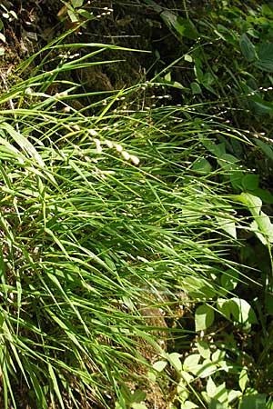 Melica uniflora \ Einbltiges Perlgras, D Bensheim 2.5.2009