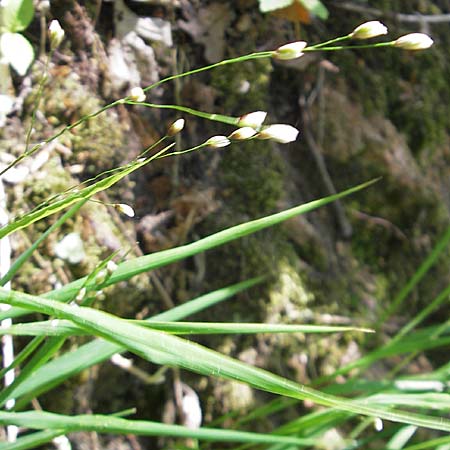 Melica uniflora \ Einbltiges Perlgras / Wood Melick, D Bensheim 2.5.2009