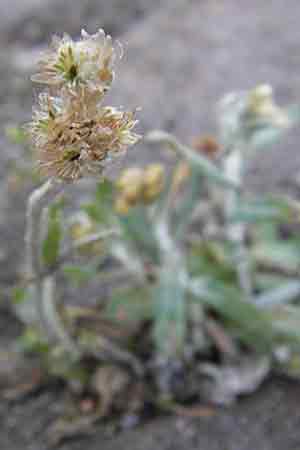 Helichrysum luteoalbum \ Gelbweies Schein-Strohblume / Jersey Everlasting Daisy, D Heidelberg 30.7.2009