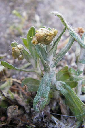 Helichrysum luteoalbum \ Gelbweies Schein-Strohblume / Jersey Everlasting Daisy, D Heidelberg 30.7.2009