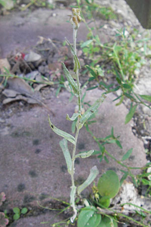 Helichrysum luteoalbum / Jersey Everlasting Daisy, D Heidelberg 30.7.2009