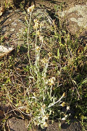 Helichrysum luteoalbum / Jersey Everlasting Daisy, D Heidelberg 30.7.2009