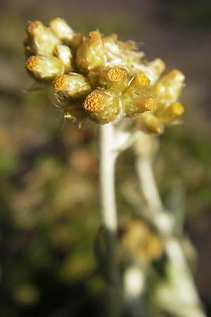 Helichrysum luteoalbum \ Gelbweies Schein-Strohblume / Jersey Everlasting Daisy, D Heidelberg 30.7.2009