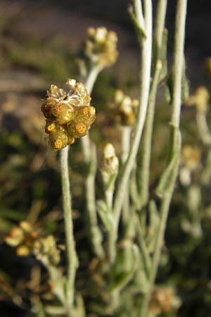 Helichrysum luteoalbum \ Gelbweies Schein-Strohblume / Jersey Everlasting Daisy, D Heidelberg 30.7.2009